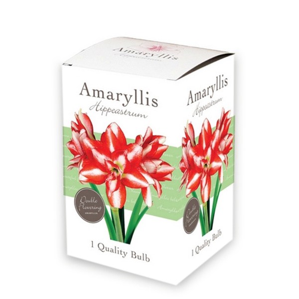 722.203 Amaryllis Gift Box - Amaryllis Double Red-White7